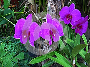 Flower at wat bang phra