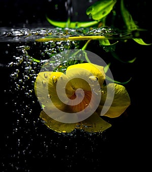 Flower in the water concept-3