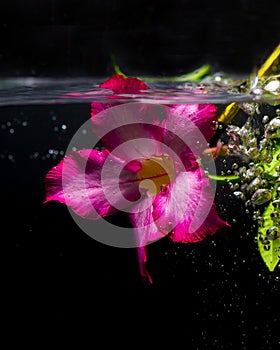 Flower in the water concept-5