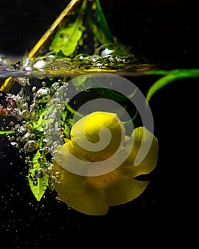 Flower in the water concept-6