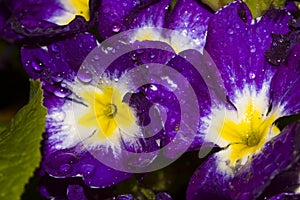 Flower and water drops