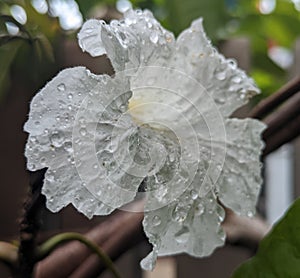 flower with water drops in its cluster.  getting fresher