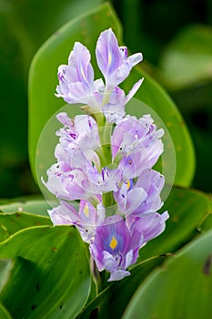 flower of water hyacinth