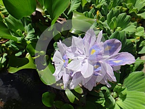Flower of water hyacinth or water orchid