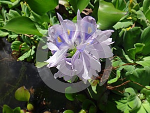 Flower of water hyacinth or water orchid