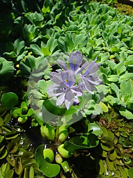 Flower of water hyacinth or water orchid