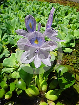 Flower of water hyacinth or water orchid