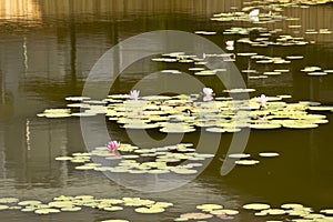 Flower water lily