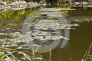 Flower water lily