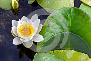 A flower of water lily `Alba` lotus with a yellow heart brillante floating in a pond with its characteristic large round leaves. photo