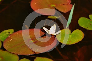 Flower of the water lily overgrowing the pond