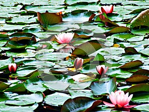 flower, water, lily, pond, lotus, pink, nature, green, waterlily, lake, plant, leaf, garden, flora, water lily, blossom, flowers,