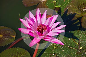 Flower of a water-lily of red Nymphaea rubra in a pond. Southeast Asia