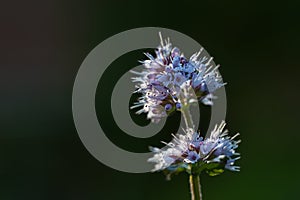 Flower of water mint Mentha aquatica a perennial plant growing wild in wetlands and moist places, dark background with copy