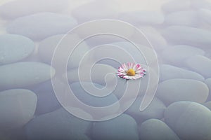 Flower on water over stones