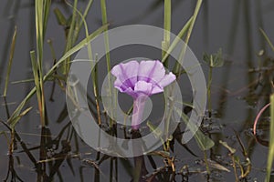 Flower of water spinach, Ipomoea aquatica