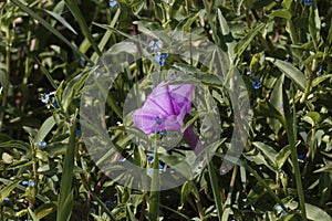 Flower of water spinach, Ipomoea aquatica