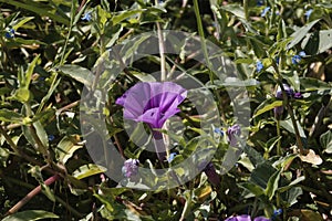 Flower of water spinach, Ipomoea aquatica