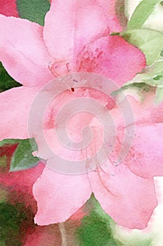 Flower watercolor macro hibiscus