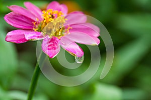 Flower with waterdrop