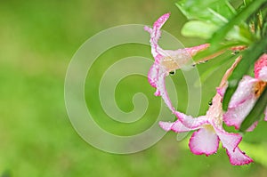 Flower with waterdrops