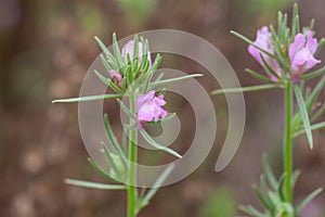 Flower of a weasel snout, Misopates orontium