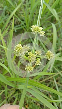 Flower of weed cyperus in field