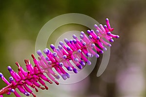 A flower weeds Toothbrush Orchid; Dendrobium secundum