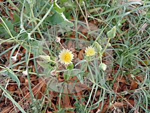 flower Wheat Red blue Bush Crop Sun Grass garden green nature soil field dry plants flower red blue