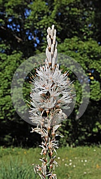 Flower of white asphodel photo