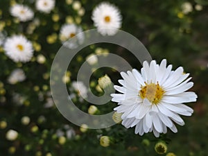 Flower. White aster close up in the corner background