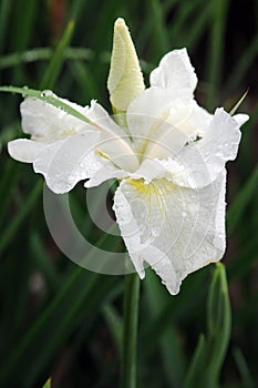 Flower, White bearded iris