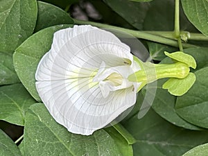 Flower of White Butterfly pea with ants roaming around, Clitoria ternatea