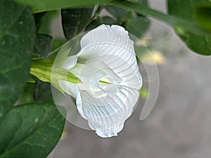 Flower of White Butterfly pea, Clitoria ternatea