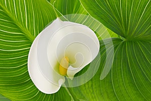 Flower white calla lily. Alepes kalla