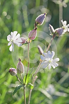 Flower of white campion, Silene latifolia, Catchfly macro in nature