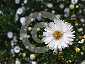 Flower. White chamomile on a background of flowers