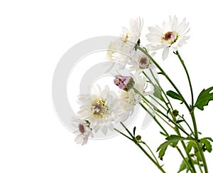 Flower white chrysant a long stem mum wh