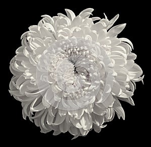 Flower white Chrysanthemum isolated on black background. Flower bud close up. Element of design