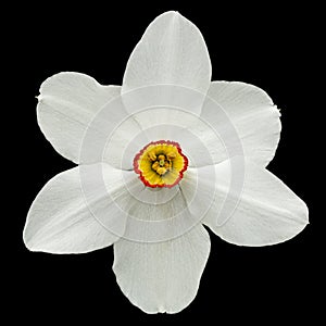 Flower of white Daffodil narcissus, isolated on black background