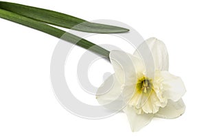 Flower of white Daffodil (narcissus), isolated on white