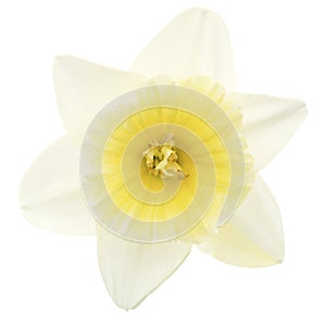 Flower of white Daffodil (narcissus), isolated on white background