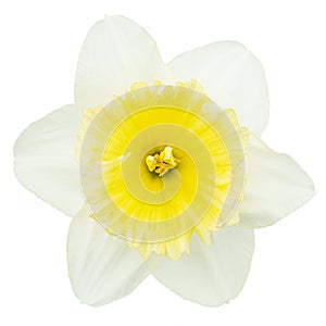 Flower of white Daffodil narcissus, isolated on white background