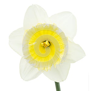 Flower of white Daffodil narcissus, isolated on white background