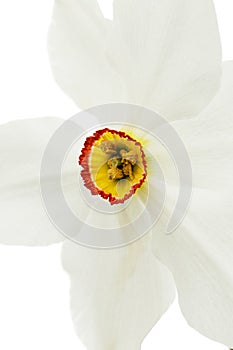 Flower of white Daffodil narcissus, isolated on white background