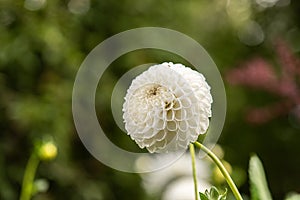 Flower of a white dalia