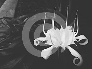 Flower white and dark beautiful bnw