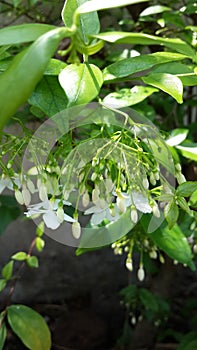 Flower white green nature backgtound