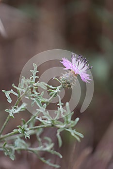 flower of a white knapweed