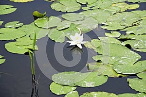 The flower of the white kubysh in the old pripyat. Reflection in water. Water lily